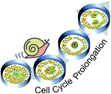 Graphical abstract: Biophysical restriction of growth area using a monodispersed gold sphere nanobarrier prolongs the mitotic phase in HeLa cells