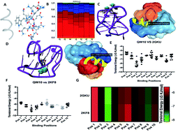 Graphical abstract: Selective recognition of human telomeric G-quadruplex with designed peptide via hydrogen bonding followed by base stacking interactions