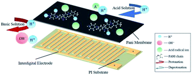 Graphical abstract: Flexible pH sensor based on a conductive PANI membrane for pH monitoring