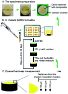 Graphical abstract: Effects of S. mutans gene-modification and antibacterial calcium phosphate nanocomposite on secondary caries and marginal enamel hardness