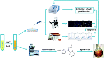 Graphical abstract: Cytotoxicity and degradation product identification of thermally treated ceftiofur