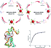 Graphical abstract: Selection and application of aptamers with high-affinity and high-specificity against dinophysistoxin-1