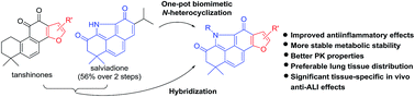 Graphical abstract: Biomimetic synthesis of the natural product salviadione and its hybrids: discovery of tissue-specific anti-inflammatory agents for acute lung injury