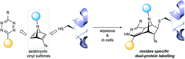 Graphical abstract: Azabicyclic vinyl sulfones for residue-specific dual protein labelling