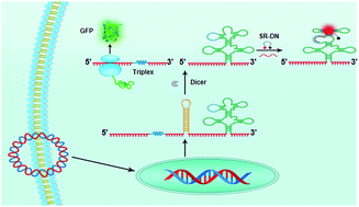 Graphical abstract: A single promoter system co-expressing RNA sensor with fluorescent proteins for quantitative mRNA imaging in living tumor cells
