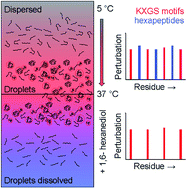 Graphical abstract: Residue-specific identification of phase separation hot spots of Alzheimer's-related protein tau