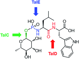 Graphical abstract: Biosynthetic reconstitution of deoxysugar phosphoramidate metalloprotease inhibitors using an N–P-bond-forming kinase