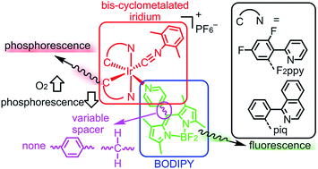 Graphical abstract: Cyclometalated iridium–BODIPY ratiometric O2 sensors