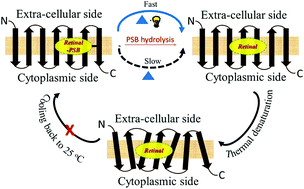 Graphical abstract: Molecular mechanism for thermal denaturation of thermophilic rhodopsin