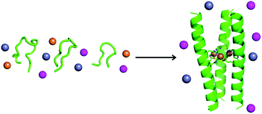 Graphical abstract: Selective coordination of three transition metal ions within a coiled-coil peptide scaffold