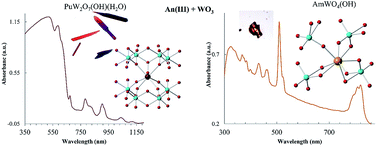 Graphical abstract: Origins of the odd optical observables in plutonium and americium tungstates