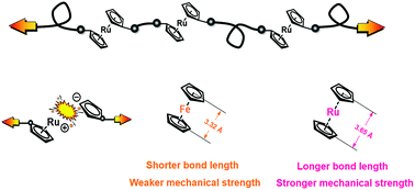 Graphical abstract: Generalizing metallocene mechanochemistry to ruthenocene mechanophores
