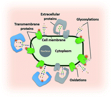Graphical abstract: Identification of potential sialic acid binding proteins on cell membranes by proximity chemical labeling