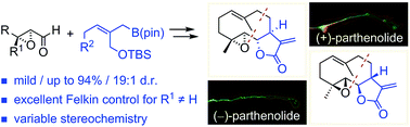 Graphical abstract: Stereoselective total synthesis of parthenolides indicates target selectivity for tubulin carboxypeptidase activity