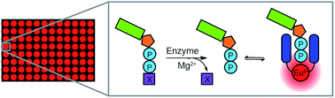 Graphical abstract: A simple, robust, universal assay for real-time enzyme monitoring by signalling changes in nucleoside phosphate anion concentration using a europium(iii)-based anion receptor