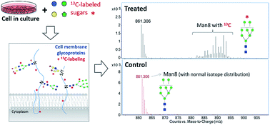 Graphical abstract: Unveiling the metabolic fate of monosaccharides in cell membranes with glycomic and glycoproteomic analyses
