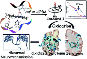 Graphical abstract: Formation of compound I in heme bound Aβ-peptides relevant to Alzheimer's disease