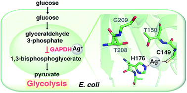 Graphical abstract: Antimicrobial silver targets glyceraldehyde-3-phosphate dehydrogenase in glycolysis of E. coli