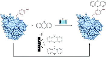 Graphical abstract: Electrochemical oxidation induced selective tyrosine bioconjugation for the modification of biomolecules