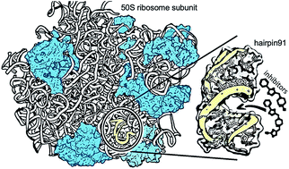 Graphical abstract: Discovery of small-molecule inhibitors targeting the ribosomal peptidyl transferase center (PTC) of M. tuberculosis