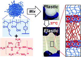 Graphical abstract: Self-curing super-stretchable polymer/microgel complex coacervate gels without covalent bond formation