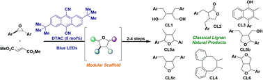 Graphical abstract: A sterically encumbered photoredox catalyst enables the unified synthesis of the classical lignan family of natural products