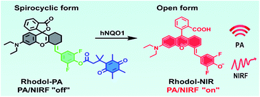 Graphical abstract: Engineering an NIR rhodol derivative with spirocyclic ring-opening activation for high-contrast photoacoustic imaging