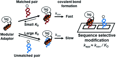 Graphical abstract: Rational design of a DNA sequence-specific modular protein tag by tuning the alkylation kinetics