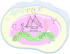 Graphical abstract: Charge-driven tripod somersault on DNA for ratiometric fluorescence imaging of small molecules in the nucleus