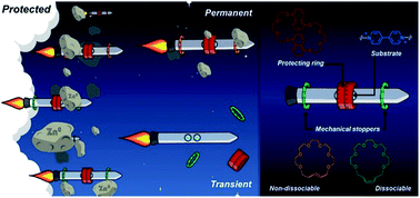 Graphical abstract: Programming permanent and transient molecular protection via mechanical stoppering