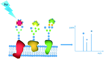 Graphical abstract: Laser cleavable probes for in situ multiplexed glycan detection by single cell mass spectrometry