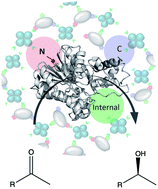 Graphical abstract: Valency engineering of monomeric enzymes for self-assembling biocatalytic hydrogels