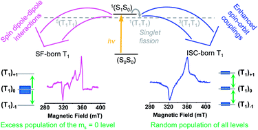 Graphical abstract: Influence of the heavy-atom effect on singlet fission: a study of platinum-bridged pentacene dimers