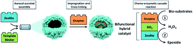 Graphical abstract: Hollow zeolite microspheres as a nest for enzymes: a new route to hybrid heterogeneous catalysts