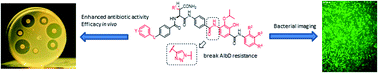 Graphical abstract: Synthetic studies of cystobactamids as antibiotics and bacterial imaging carriers lead to compounds with high in vivo efficacy