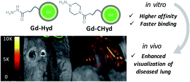 Graphical abstract: Improving the reactivity of hydrazine-bearing MRI probes for in vivo imaging of lung fibrogenesis