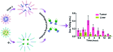 Graphical abstract: Coordinating bioorthogonal reactions with two tumor-microenvironment-responsive nanovehicles for spatiotemporally controlled prodrug activation