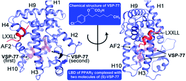 Graphical abstract: Identification and structural insight of an effective PPARγ modulator with improved therapeutic index for anti-diabetic drug discovery