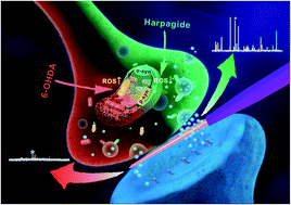 Graphical abstract: Harpagide, a natural product, promotes synaptic vesicle release as measured by nanoelectrode amperometry