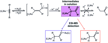 Graphical abstract: Monoaurated vs. diaurated intermediates: causality or independence?