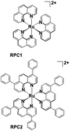 Graphical abstract: Disruption of microtubule function in cultured human cells by a cytotoxic ruthenium(ii) polypyridyl complex