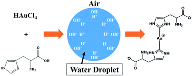 Graphical abstract: Reaction of chloroauric acid with histidine in microdroplets yields a catalytic Au–(His)2 complex