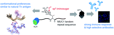 Graphical abstract: Synthesis, conformational analysis and in vivo assays of an anti-cancer vaccine that features an unnatural antigen based on an sp2-iminosugar fragment