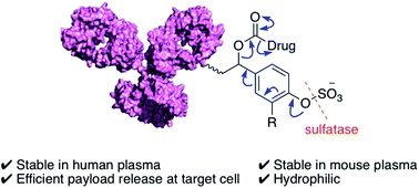 Graphical abstract: Sulfatase-cleavable linkers for antibody-drug conjugates
