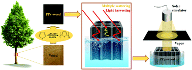 Graphical abstract: Nature-inspired salt resistant polypyrrole–wood for highly efficient solar steam generation