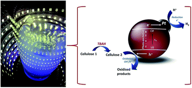 Graphical abstract: Using cellulose polymorphs for enhanced hydrogen production from photocatalytic reforming