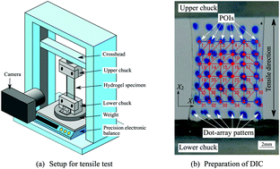 Graphical abstract: Evaluation of the effects of cross-linking and swelling on the mechanical behaviors of hydrogels using the digital image correlation method