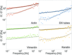 Graphical abstract: The role of stickiness in the rheology of semiflexible polymers
