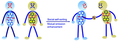 Graphical abstract: Mutualistic benefit in the self-sorted co-aggregates of peri-naphthoindigo and a 4-amino-1,8-naphthalimide derivative