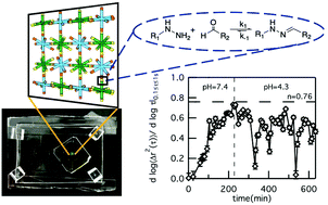 Graphical abstract: Microrheological characterization of covalent adaptable hydrogels for applications in oral delivery